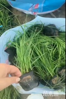 高度10厘米矮蒲苇