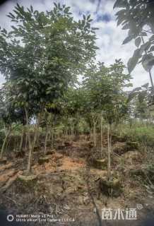 3公分紫花风铃木