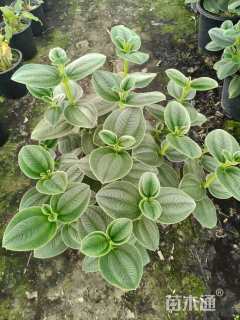 高度30厘米银毛野牡丹