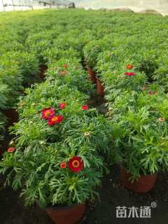 高度30厘米玛格丽特花