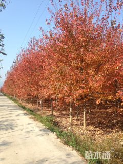 10公分美国红枫