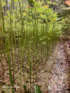 高度100厘米檫木小苗