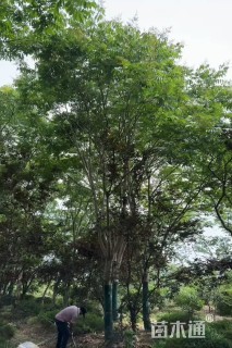 11公分无患子