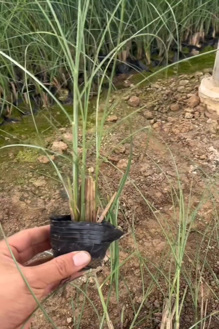 高度40厘米细叶芒