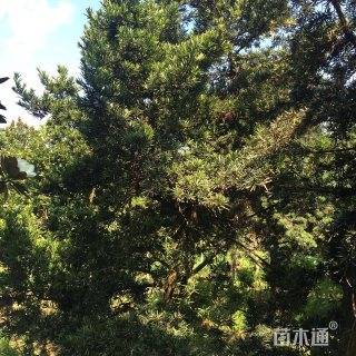 20公分罗汉松
