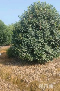 高度300厘米中华石楠