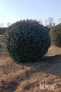 冠幅180厘米卫矛球