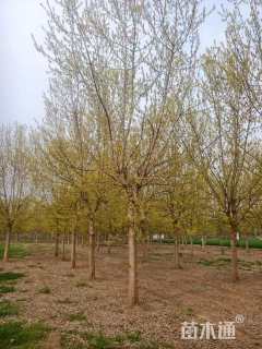 15公分金叶复叶槭