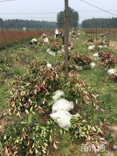 高度50厘米红叶石楠小苗