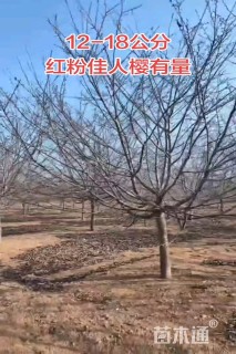 12公分红粉佳人樱