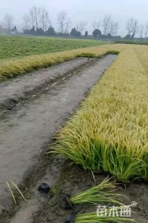 高度40厘米金叶石菖蒲