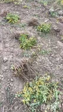 高度50厘米紫穗槐小苗