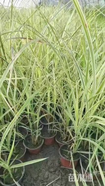 高度40厘米斑叶芒