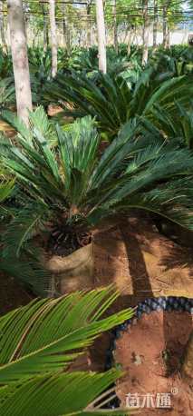 裸干高30厘米苏铁