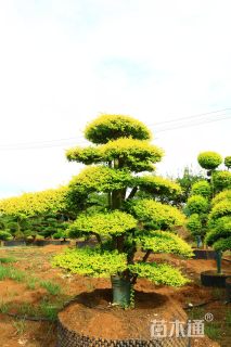 17公分造型亮晶女贞