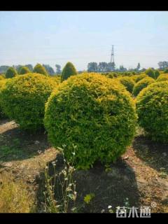 冠幅180厘米金冠女贞球