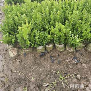 高度35厘米瓜子黄杨