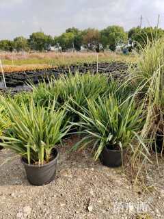 高度50厘米蓝叶山菅兰