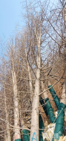 20公分银杏