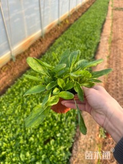高度15厘米鼠尾草