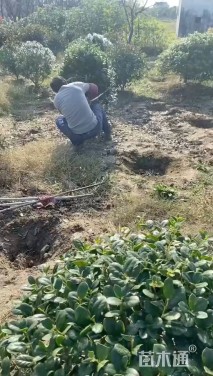 冠幅80厘米无刺枸骨球