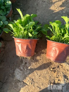 高度10厘米大滨菊