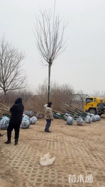 15公分元宝枫