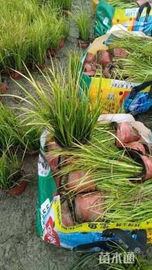 高度20厘米金叶石菖蒲