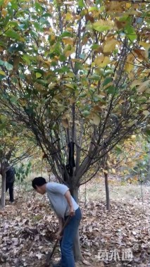 15公分白玉兰