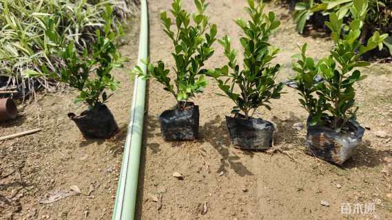 高度20厘米瓜子黄杨