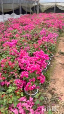 高度40厘米杜鹃