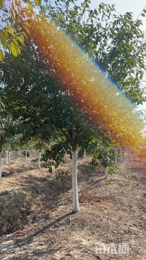 12公分高杆早樱