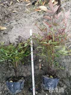 高度30厘米南天竹