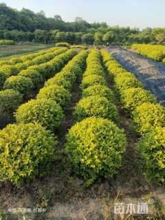 冠幅80厘米金叶女贞球