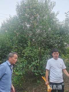 高度600厘米丛生大叶女贞