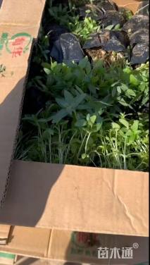 高度10厘米千屈菜