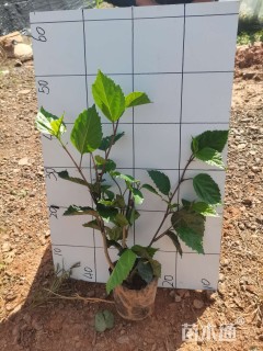 高度35厘米扶桑