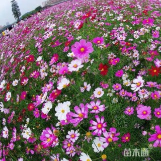 波斯菊种子