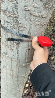 18公分日本晚樱