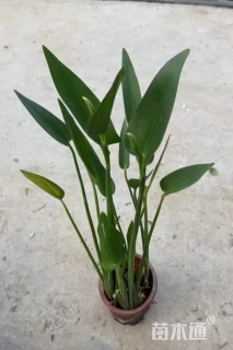 高度40厘米梭鱼草