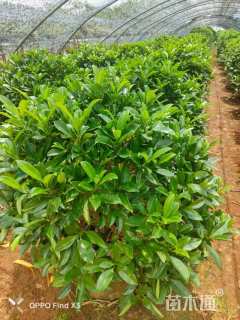 80厘米非洲茉莉球