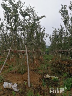 高度600厘米红花紫薇