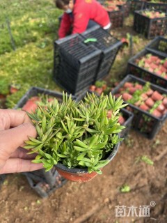 高度12厘米佛甲草