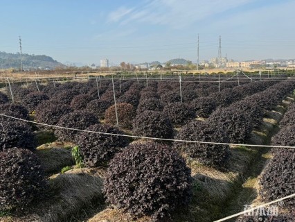 冠幅80厘米红花继木球