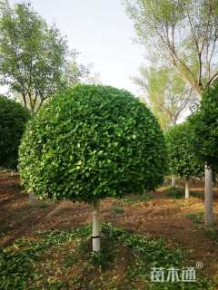 冠幅150厘米卫矛球