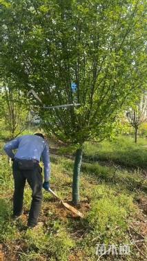 10公分西府海棠