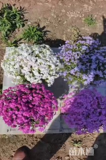 高度8厘米福禄考