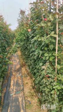 高度100厘米蔷薇
