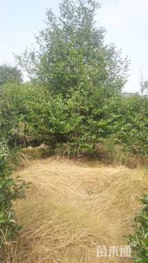 高度300厘米茶梅