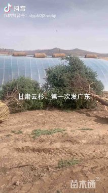 高度300厘米云杉